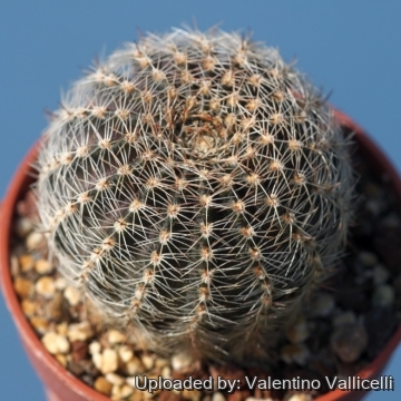 Echinopsis densispina