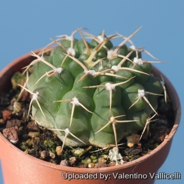 Gymnocalycium intermedium