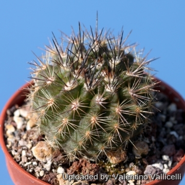 Eriosyce subgibbosa var. nigrihorrida