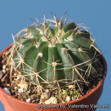 Parodia turbinata