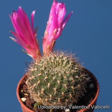 Sulcorebutia mairanana