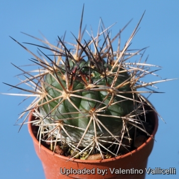 Acanthocalycium ferrarii