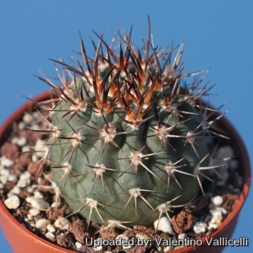 Eriosyce bulbocalyx var. marayensis