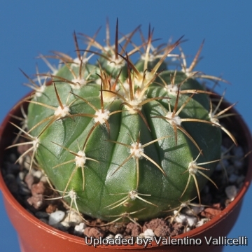 Melocactus schatzlii