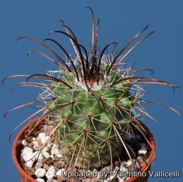 Parodia suprema