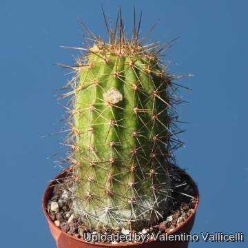 Echinocereus spinigemmatus