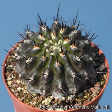 Neoporteria cachitaensis