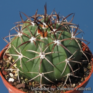 Melocactus zehntneri