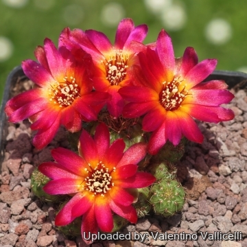 Sulcorebutia callecallensis