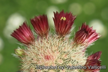 Echinocereus russanthus subs. fiehnii