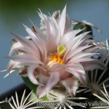 Escobaria abdita