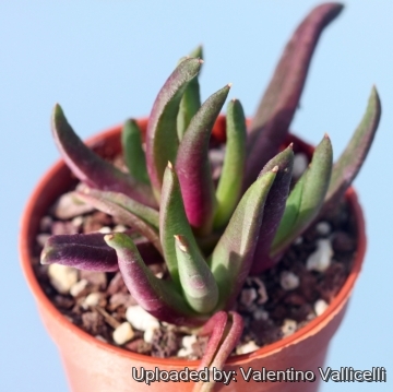 Glottiphyllum muirii