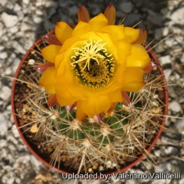 Echinopsis hyalacantha