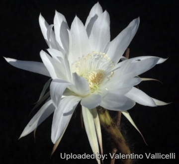 Echinopsis silvestrii