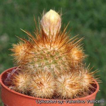 Parodia minima