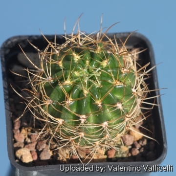 Echinopsis schieliana subs. leptacantha