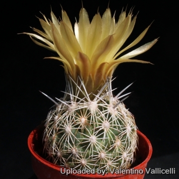 Coryphantha difficilis
