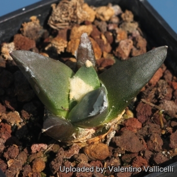 Ariocarpus furfuraceus