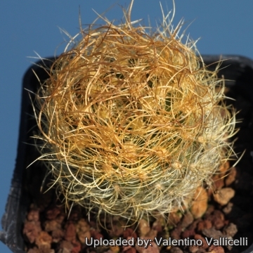 Neoporteria gerocephala f. aurea