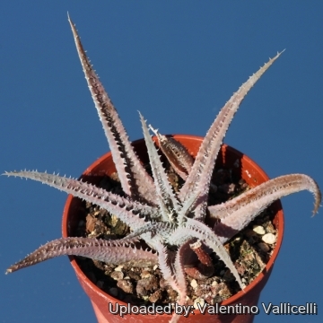 Aloe parvula