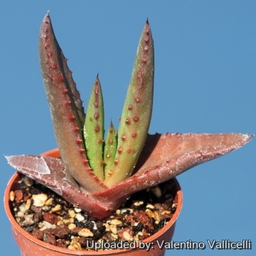 Aloe wickensii