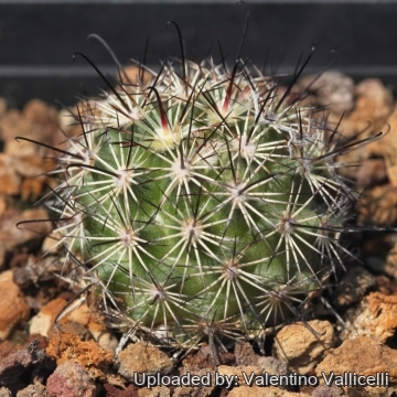 Mammillaria blossfeldiana