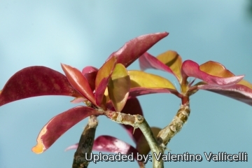 Pereskia aculeata cv. godseffiana