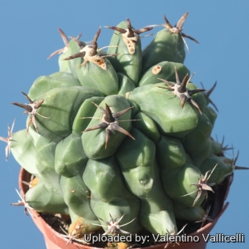 Ferocactus peninsulae f. brevispinus (Chinned type)