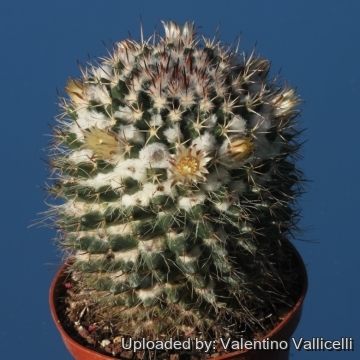 Mammillaria voburnensis