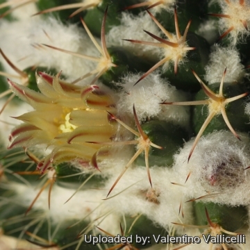 Mammillaria voburnensis