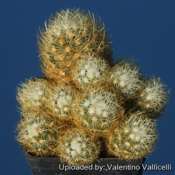 Mammillaria mieheana