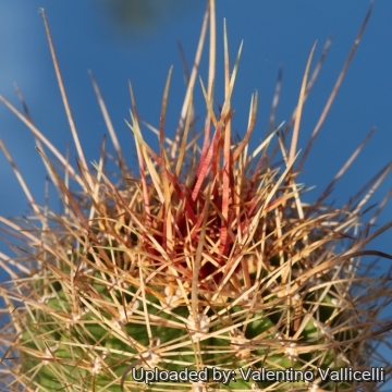 Ferocactus reppenhagenii