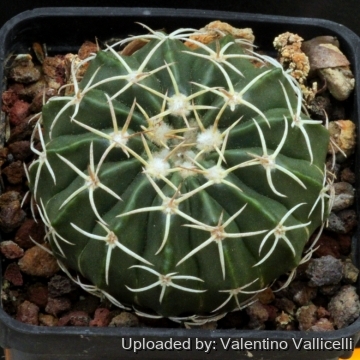Wigginsia sessiliflora