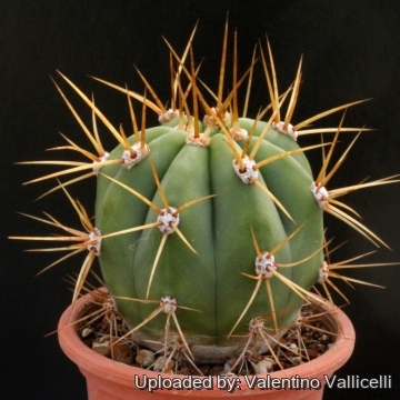 Echinopsis terscheckii