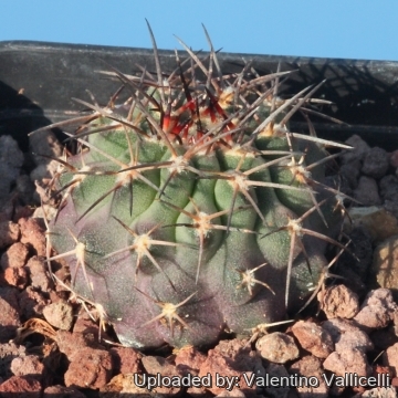 Islaya solitaria