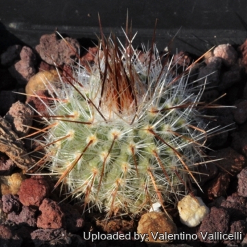 Parodia nivosa var. faustiana