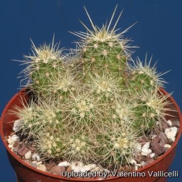 Echinocereus brandegeei