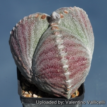 Astrophytum myriostigma var. tricostatum