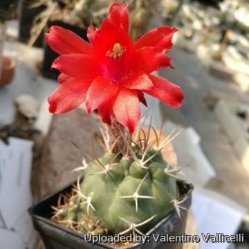 Matucana madisoniorum var. pujupatii