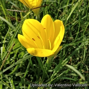 Sternbergia lutea
