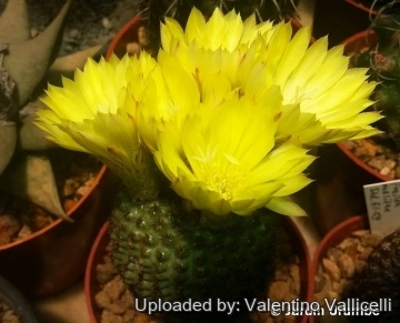 Frailea chiquitana