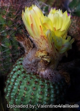 Frailea chiquitana