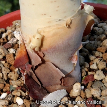 Commiphora kataf