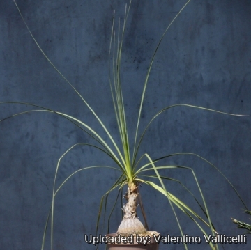 Beaucarnea gracilis