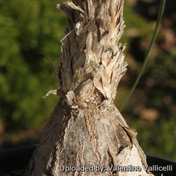 Beaucarnea gracilis