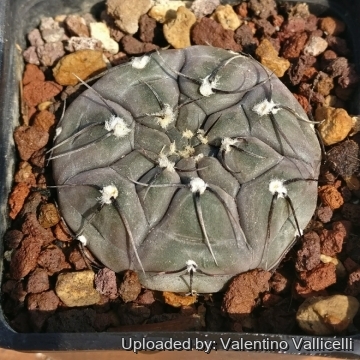 Gymnocalycium berchtii