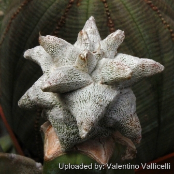 Astrophytum coahuilense cv. Hakuran