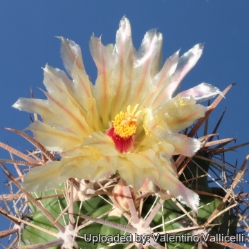 Ferocactus peninsulae subs. santa-maria