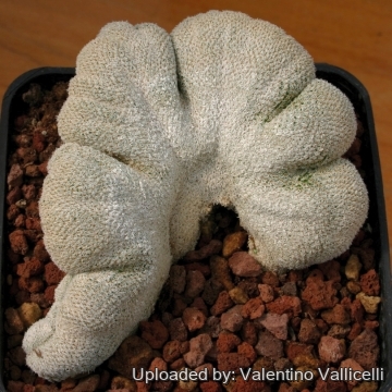 Epithelantha micromeris f. cristata