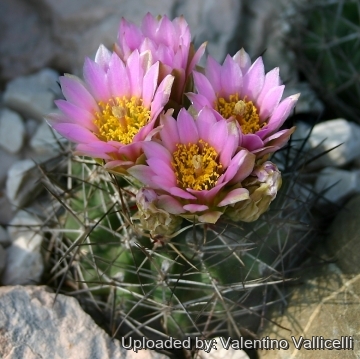 Sclerocactus glaucus